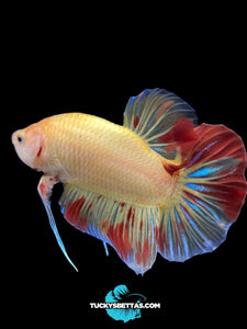 Male Halfmoon Plakat - Vanda #192 - Live Betta Fish