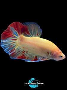 Male Halfmoon Plakat - Vanda #192 - Live Betta Fish