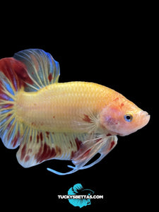 Male Halfmoon Plakat - Vanda #192 - Live Betta Fish