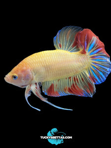 Male Halfmoon Plakat - Vanda #192 - Live Betta Fish