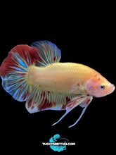 Load image into Gallery viewer, Male Halfmoon Plakat - Vanda #192 - Live Betta Fish
