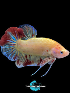 Male Halfmoon Plakat - Vanda #192 - Live Betta Fish