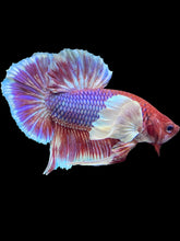Load image into Gallery viewer, Male Halfmoon Plakat - Lavender #1930 - Live Betta Fish
