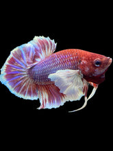 Load image into Gallery viewer, Male Halfmoon Plakat - Lavender #1930 - Live Betta Fish
