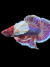 Load image into Gallery viewer, Male Halfmoon Plakat - Lavender #1930 - Live Betta Fish
