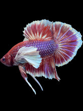 Load image into Gallery viewer, Male Halfmoon Plakat - Lavender #1930 - Live Betta Fish
