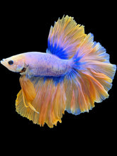 Load image into Gallery viewer, Male Rosetail - Two Tone #1931 - Live Betta Fish
