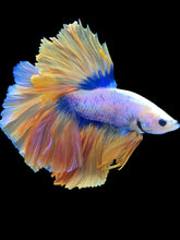 Load image into Gallery viewer, Male Rosetail - Two Tone #1931 - Live Betta Fish
