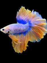 Load image into Gallery viewer, Male Rosetail - Two Tone #1931 - Live Betta Fish
