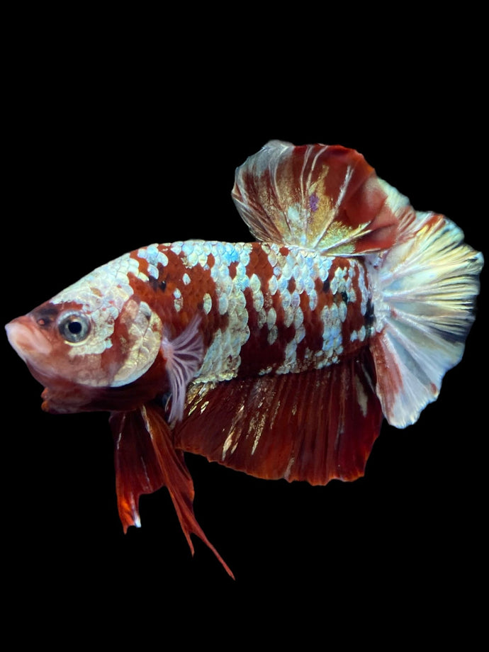 Male Halfmoon Plakat - Red Gold Glitter #1934 - Live Betta Fish