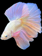 Load image into Gallery viewer, Male Halfmoon - Pastel Pink #1935 - Live Betta Fish
