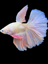 Load image into Gallery viewer, Male Halfmoon - Pastel Pink #1935 - Live Betta Fish
