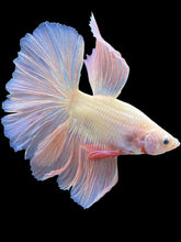 Load image into Gallery viewer, Male Halfmoon - Pastel Pink #1935 - Live Betta Fish
