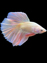 Load image into Gallery viewer, Male Halfmoon - Pastel Pink #1935 - Live Betta Fish
