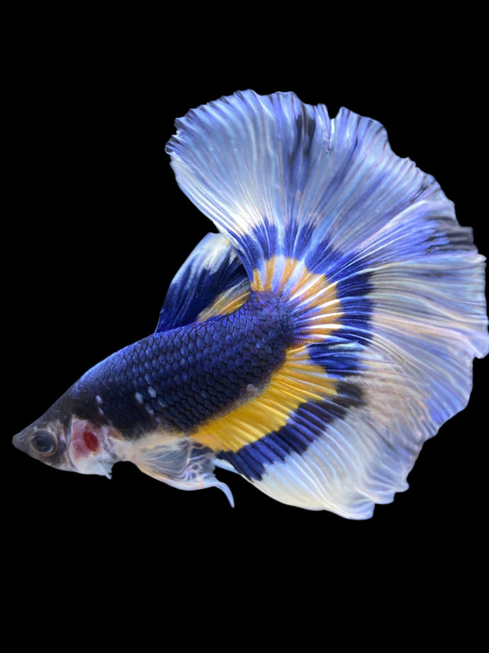 Male Halfmoon - Fancy Blue Yellow #1936 - Live Betta Fish