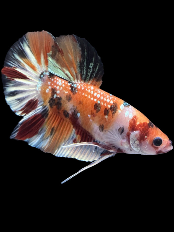 GIANT Male Halfmoon Plakat - Galaxy #1937 - Live Betta Fish