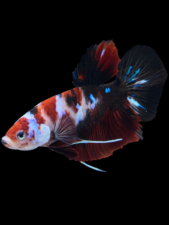 GIANT Male Halfmoon Plakat - Red Galaxy #1938 - Live Betta Fish