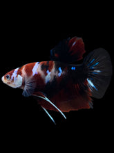 Load image into Gallery viewer, GIANT Male Halfmoon Plakat - Red Galaxy #1938 - Live Betta Fish
