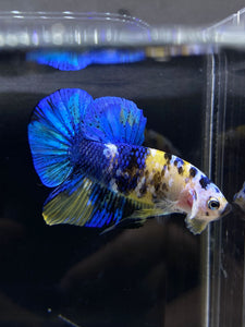 Male Halfmoon Plakat - Yellow Galaxy #1939 - Live Betta Fish