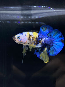 Male Halfmoon Plakat - Yellow Galaxy #1939 - Live Betta Fish