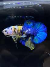 Load image into Gallery viewer, Male Halfmoon Plakat - Yellow Galaxy #1939 - Live Betta Fish
