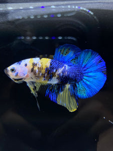 Male Halfmoon Plakat - Yellow Galaxy #1939 - Live Betta Fish