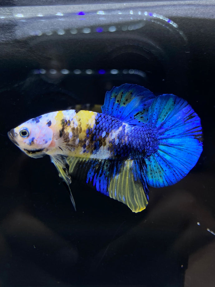 Male Halfmoon Plakat - Yellow Galaxy #1939 - Live Betta Fish