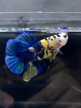 Load image into Gallery viewer, Male Halfmoon Plakat - Yellow Galaxy #1939 - Live Betta Fish
