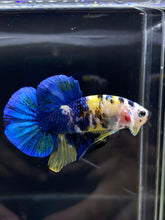 Load image into Gallery viewer, Male Halfmoon Plakat - Yellow Galaxy #1939 - Live Betta Fish
