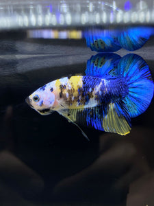 Male Halfmoon Plakat - Yellow Galaxy #1939 - Live Betta Fish