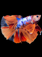 Load image into Gallery viewer, Male Halfmoon - Galaxy #1940 - Live Betta Fish
