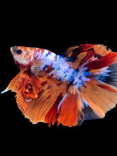 Load image into Gallery viewer, Male Halfmoon - Galaxy #1940 - Live Betta Fish
