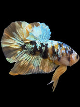 Load image into Gallery viewer, Male Halfmoon Plakat - Yellow Copper Gold #1943 - Live Betta Fish
