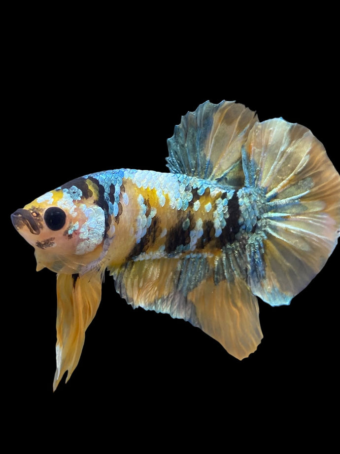 Male Halfmoon Plakat - Yellow Copper Gold #1943 - Live Betta Fish