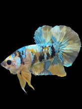 Load image into Gallery viewer, Male Halfmoon Plakat - Yellow Copper Gold #1943 - Live Betta Fish
