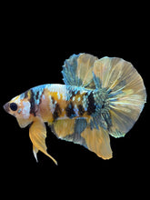 Load image into Gallery viewer, Male Halfmoon Plakat - Yellow Copper Gold #1943 - Live Betta Fish
