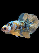 Load image into Gallery viewer, Male Halfmoon Plakat - Yellow Copper Gold #1943 - Live Betta Fish
