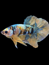 Load image into Gallery viewer, Male Halfmoon Plakat - Yellow Copper Gold #1943 - Live Betta Fish
