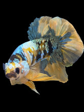 Load image into Gallery viewer, Male Halfmoon Plakat - Yellow Copper Gold #1943 - Live Betta Fish
