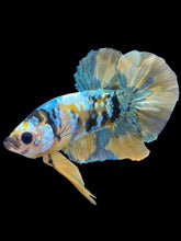 Load image into Gallery viewer, Male Halfmoon Plakat - Yellow Copper Gold #1943 - Live Betta Fish
