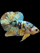 Load image into Gallery viewer, Male Halfmoon Plakat - Yellow Copper Gold #1943 - Live Betta Fish
