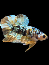 Load image into Gallery viewer, Male Halfmoon Plakat - Yellow Copper Gold #1943 - Live Betta Fish

