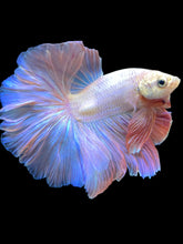 Load image into Gallery viewer, Male Halfmoon - Pastel Pink #1944 - Live Betta Fish
