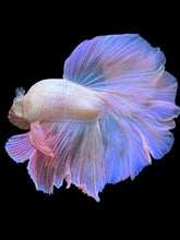 Load image into Gallery viewer, Male Halfmoon - Pastel Pink #1944 - Live Betta Fish
