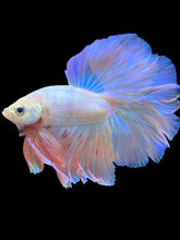 Load image into Gallery viewer, Male Halfmoon - Pastel Pink #1944 - Live Betta Fish
