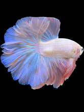 Load image into Gallery viewer, Male Halfmoon - Pastel Pink #1944 - Live Betta Fish
