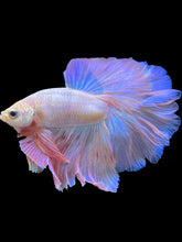 Load image into Gallery viewer, Male Halfmoon - Pastel Pink #1944 - Live Betta Fish
