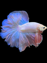 Load image into Gallery viewer, Male Halfmoon - Pastel Pink #1944 - Live Betta Fish
