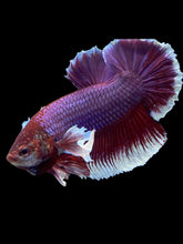 Load image into Gallery viewer, GIANT Male Halfmoon Plakat - Lavender Dumbo #1945 - Live Betta Fish
