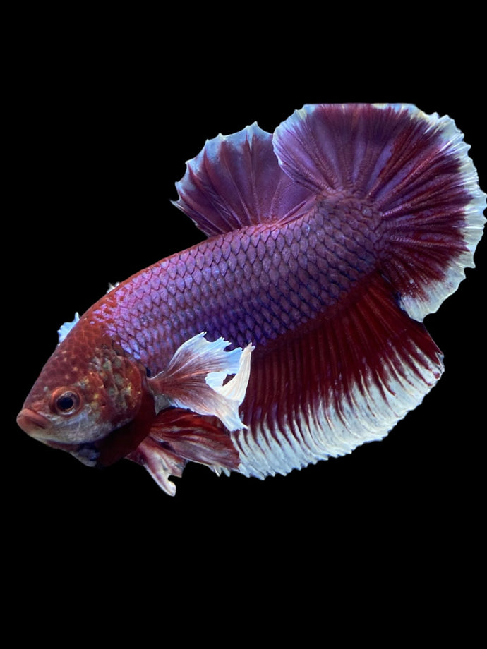 GIANT Male Halfmoon Plakat - Lavender Dumbo #1945 - Live Betta Fish